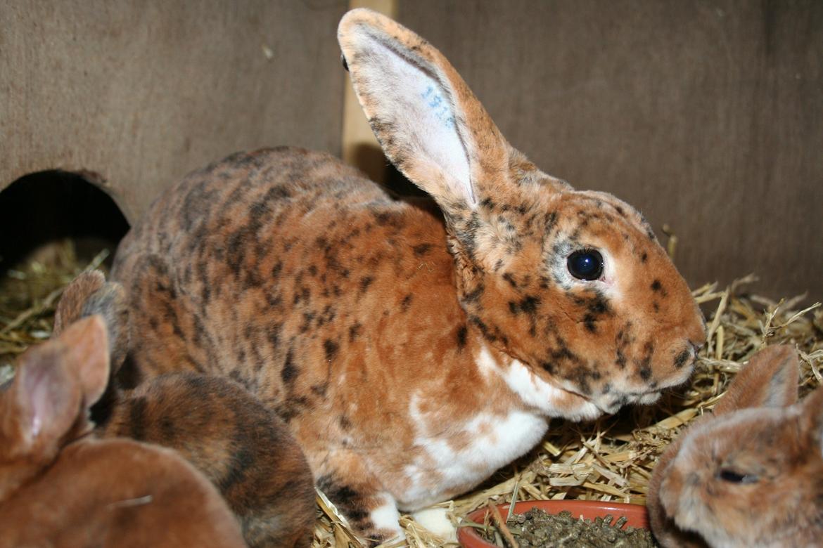 Kanin Jazz (rex) billede 17