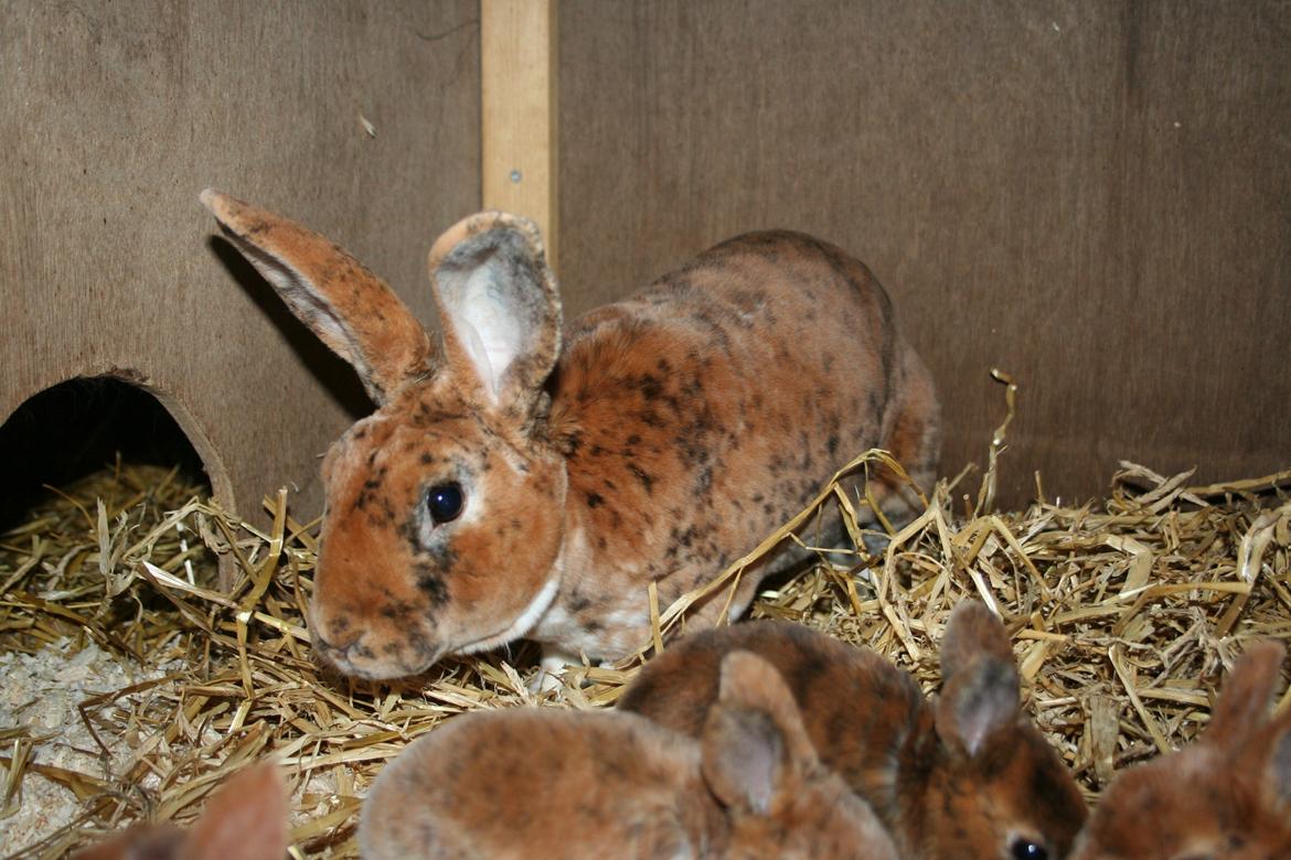 Kanin Jazz (rex) billede 4