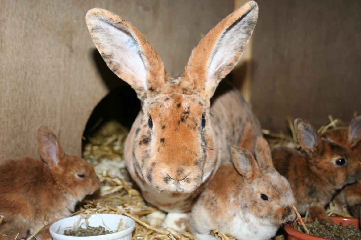 Kanin Jazz (rex) billede 3