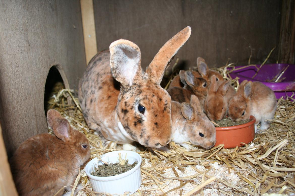 Kanin Jazz (rex) billede 2