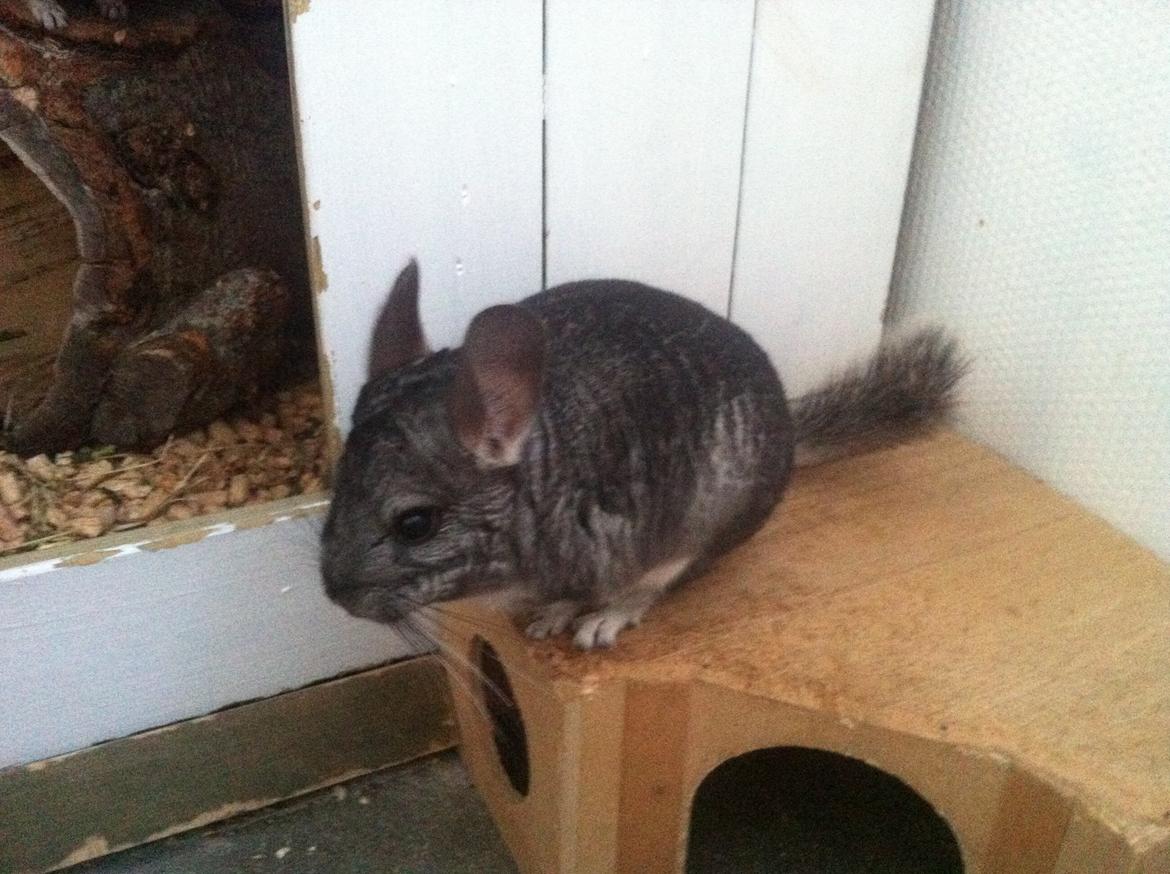Chinchilla Pjuske billede 8
