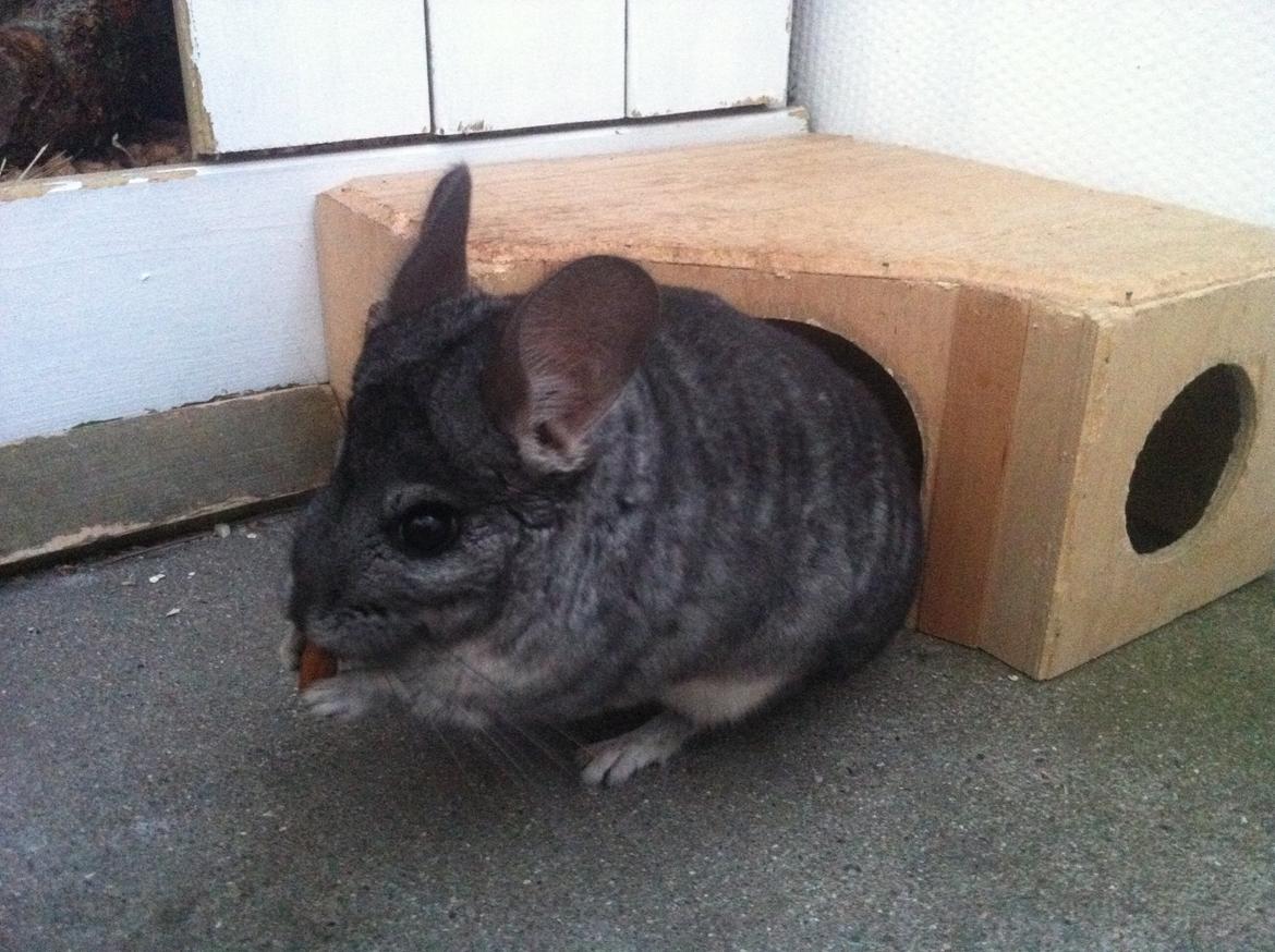 Chinchilla Fighter (Theodor) billede 1