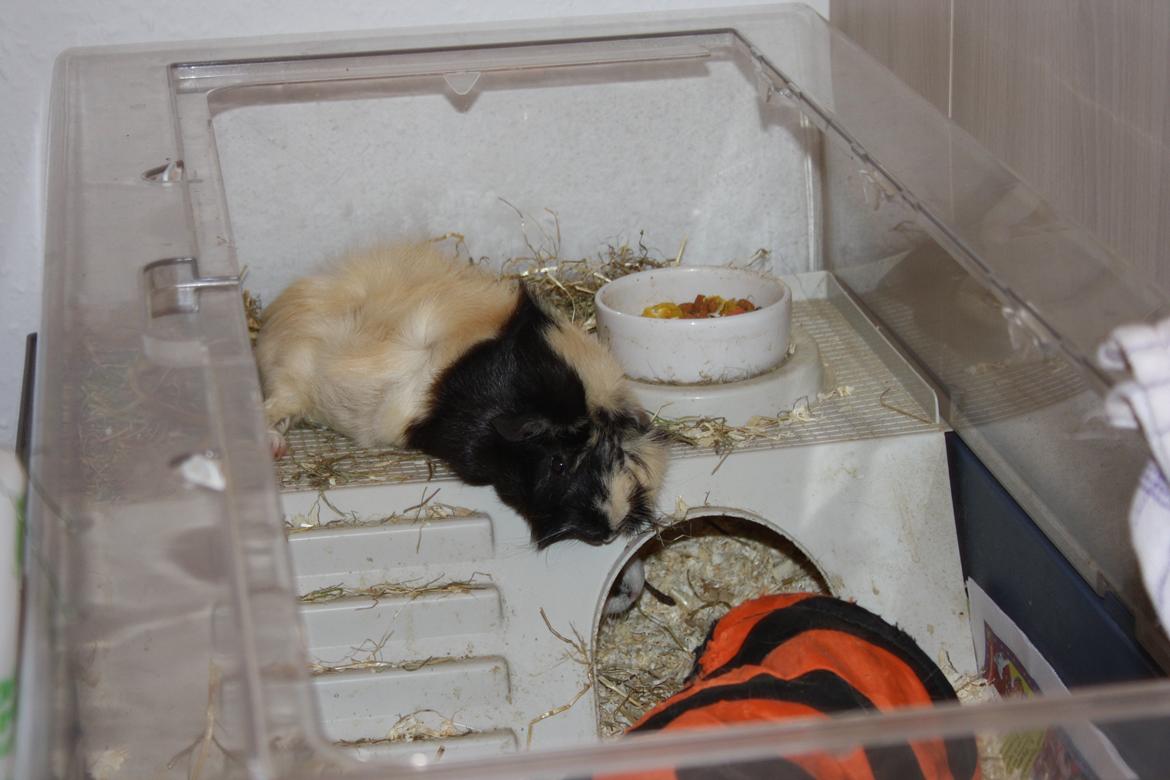 Marsvin Trolderik billede 15