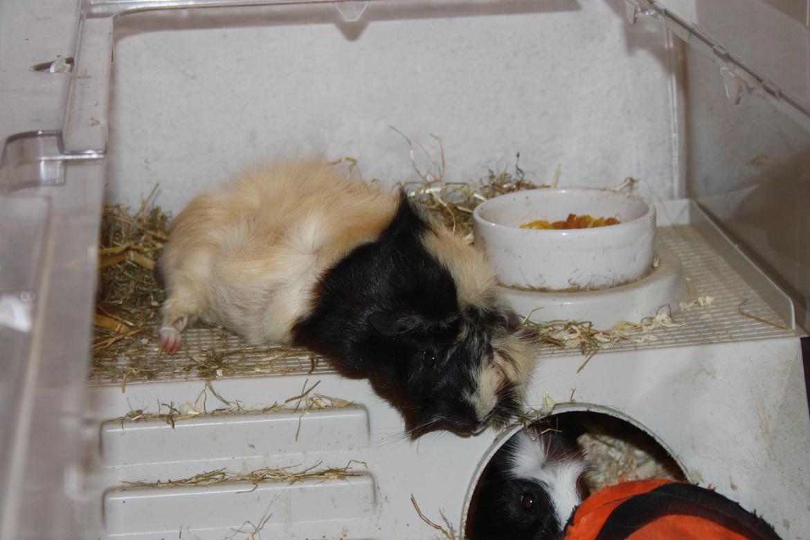 Marsvin Trolderik billede 16