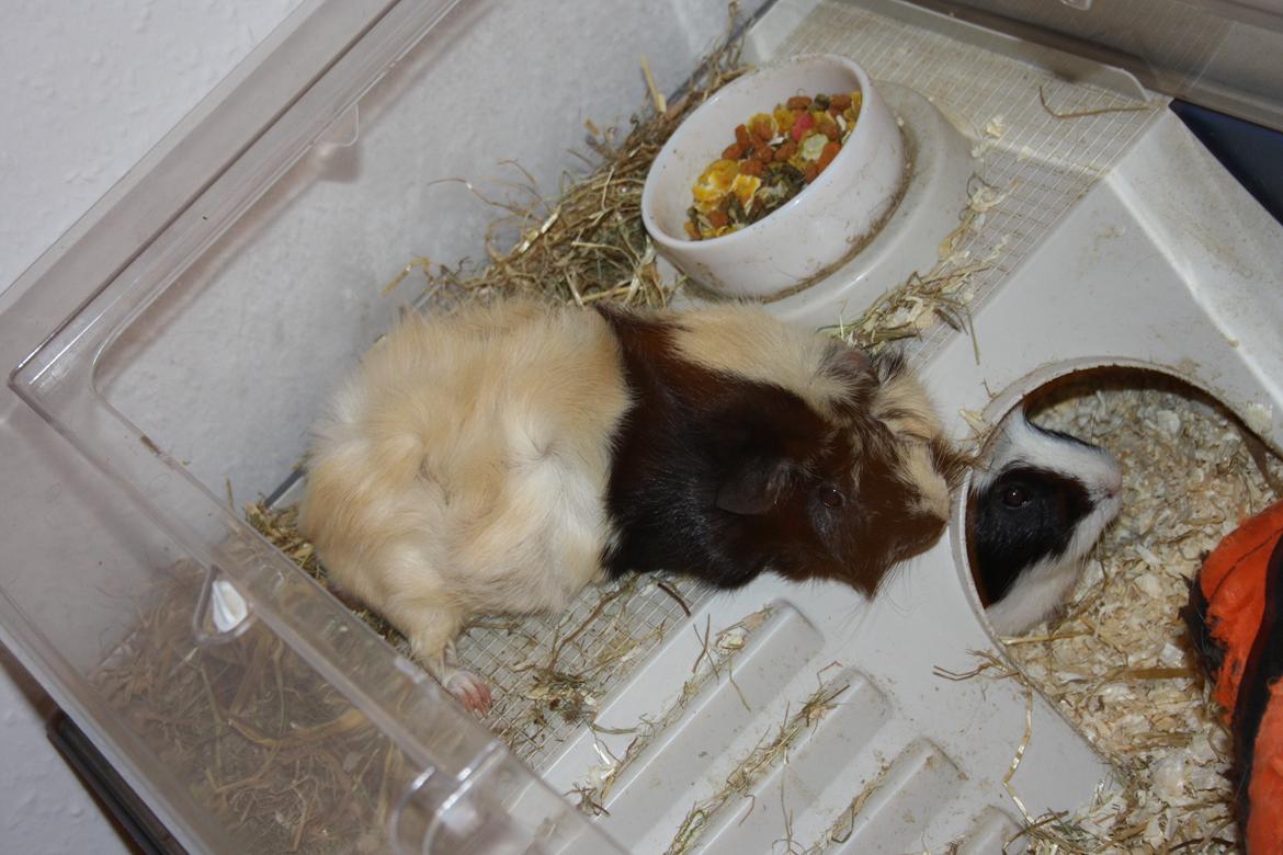 Marsvin Trolderik billede 17