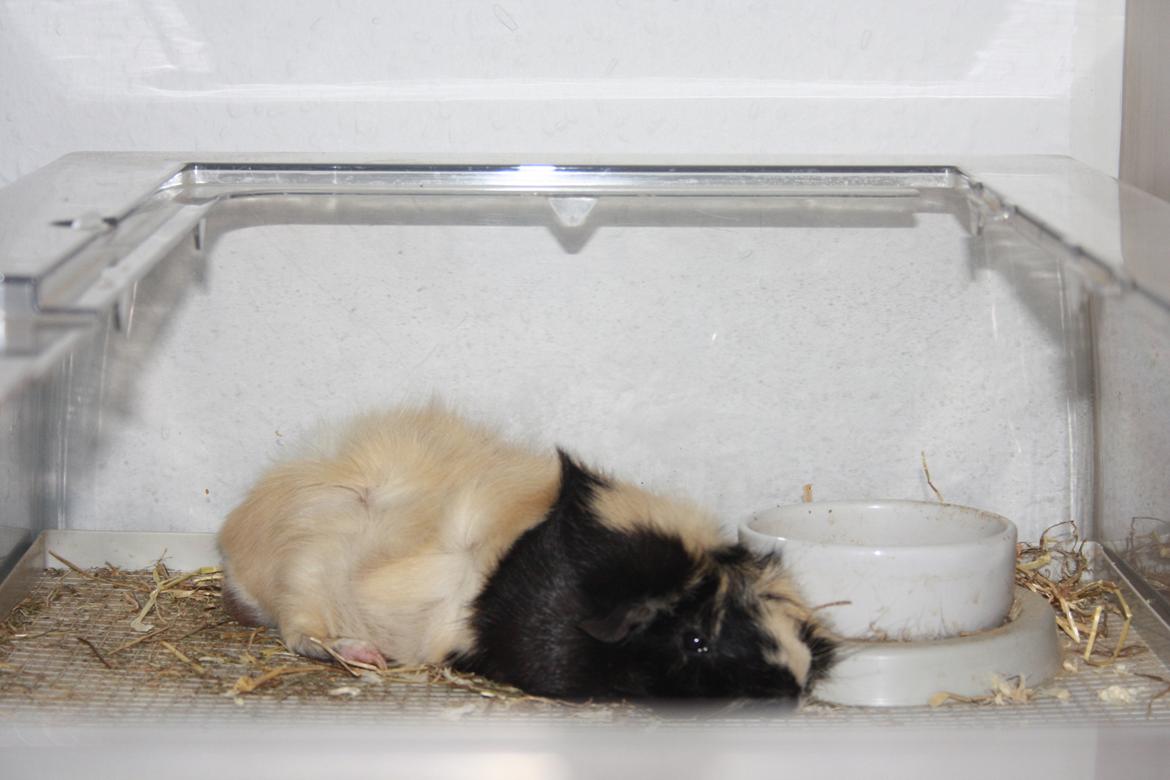 Marsvin Trolderik billede 2