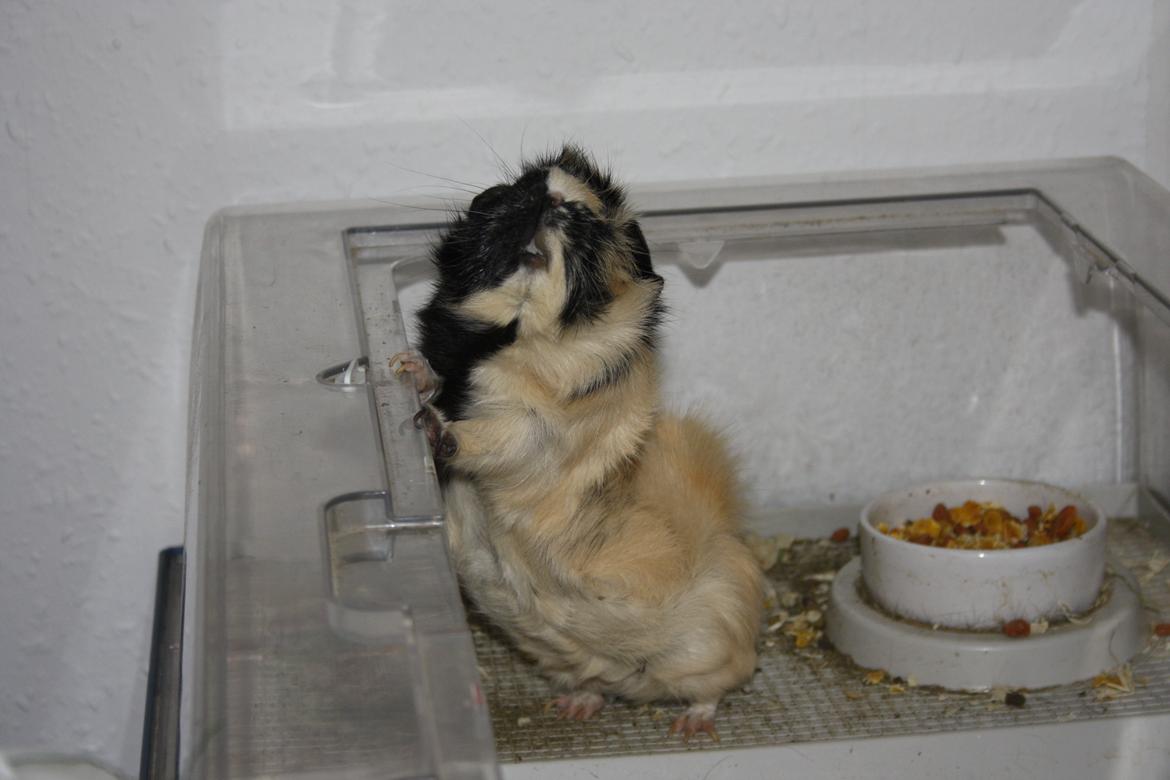 Marsvin Trolderik billede 3