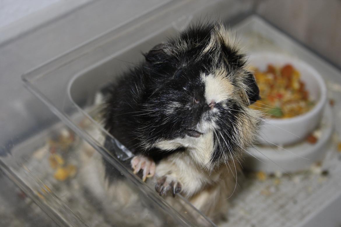 Marsvin Trolderik billede 1