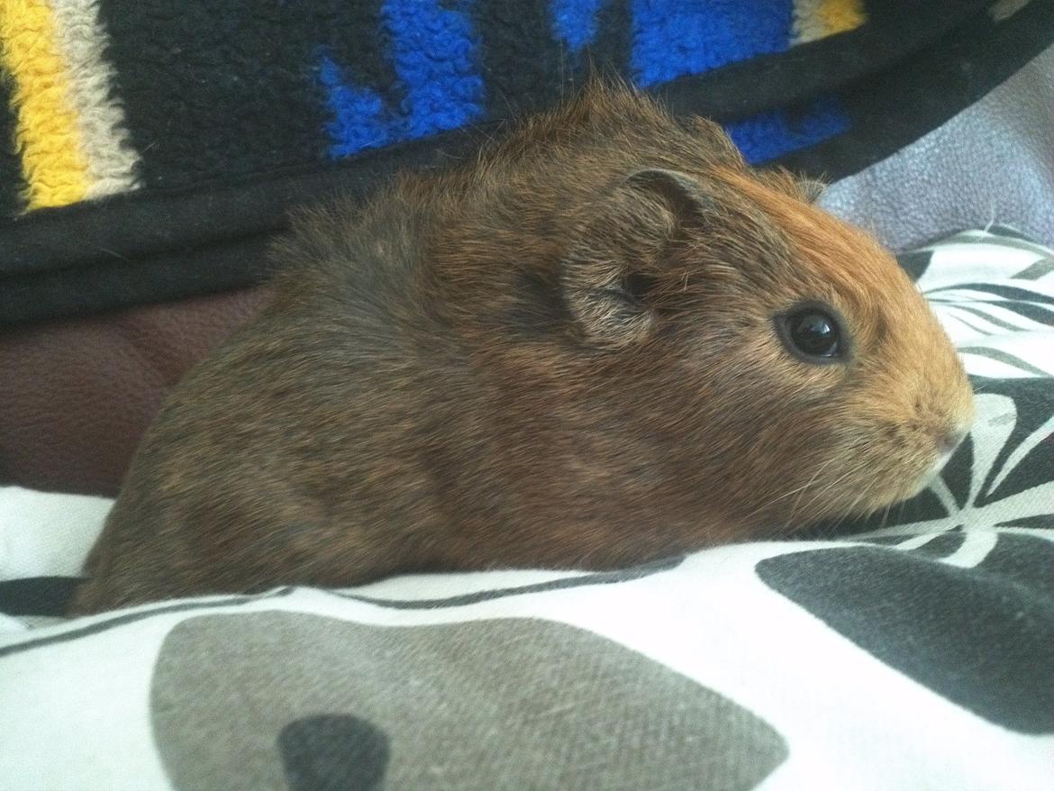 Marsvin Casey Macy von Bling billede 12