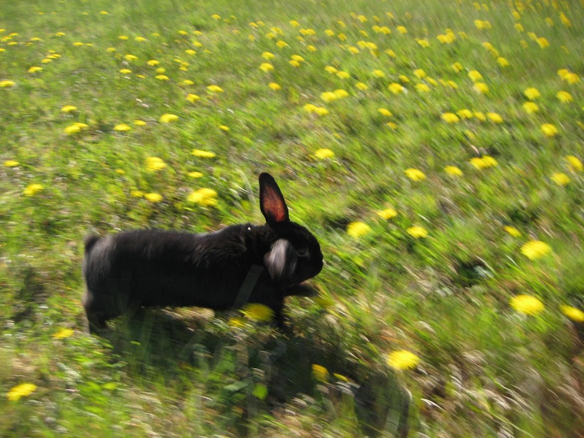 Kanin Blackie billede 8