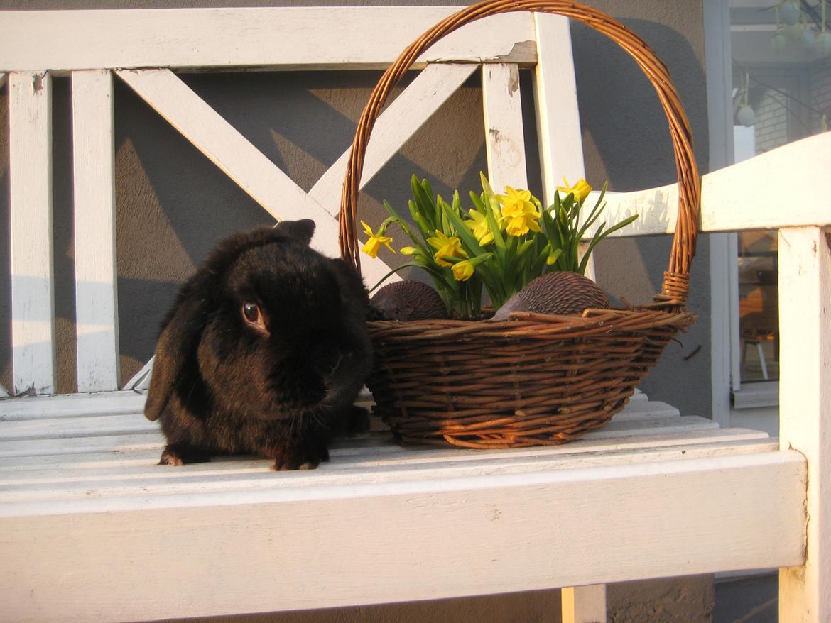 Kanin Blackie - ~~ Velkommen til Blackie's profil ~~  billede 1