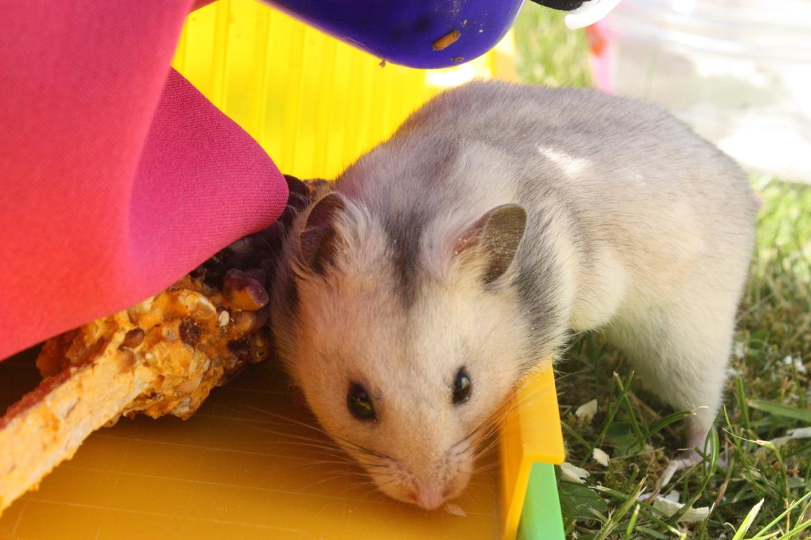 Hamster Chocolate Chip *Chippy* - d.25.05.12 foto mor billede 15