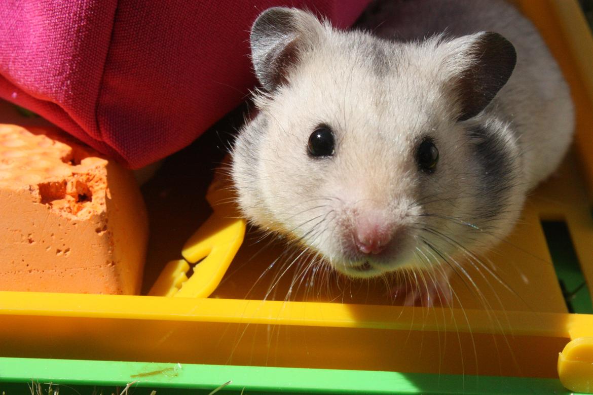 Hamster Chocolate Chip *Chippy* - Fotogen lille Hammie <3
d.25.05.12 foto moar billede 1