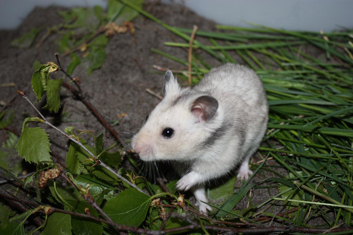 Hamster Chocolate Chip *Chippy* - søde lille chippy <3 
maj '12 
foto mig  billede 17