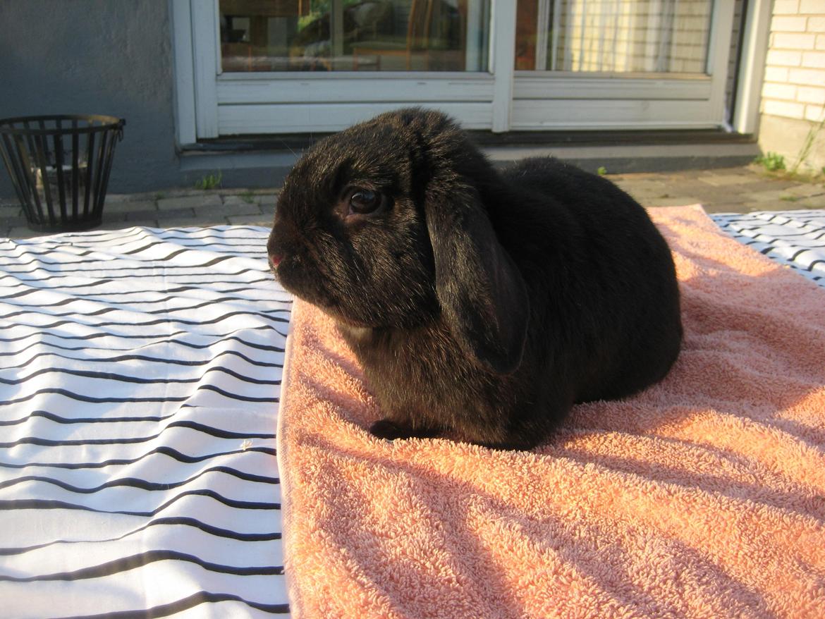 Kanin Blackie billede 9