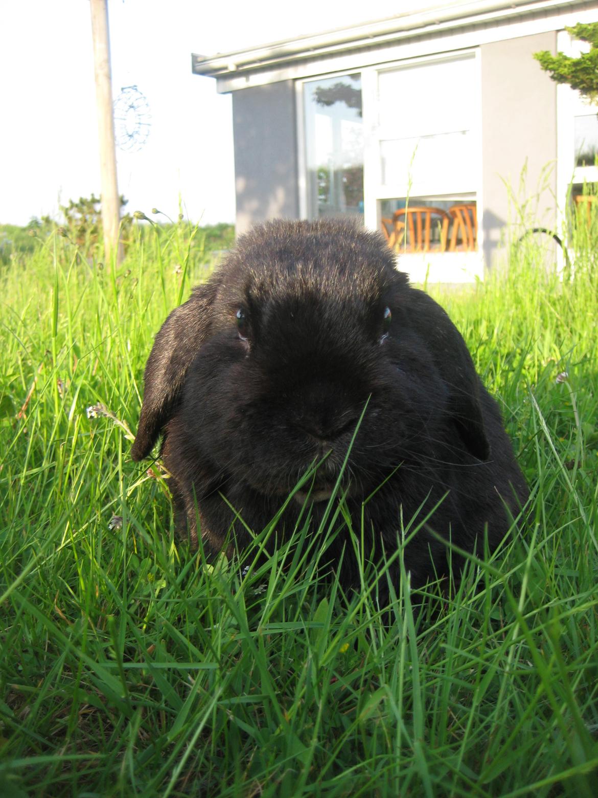 Kanin Blackie billede 2