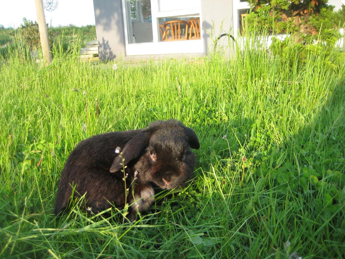 Kanin Blackie billede 10