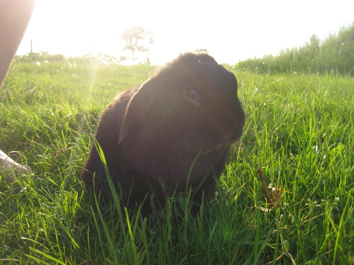 Kanin Blackie billede 5