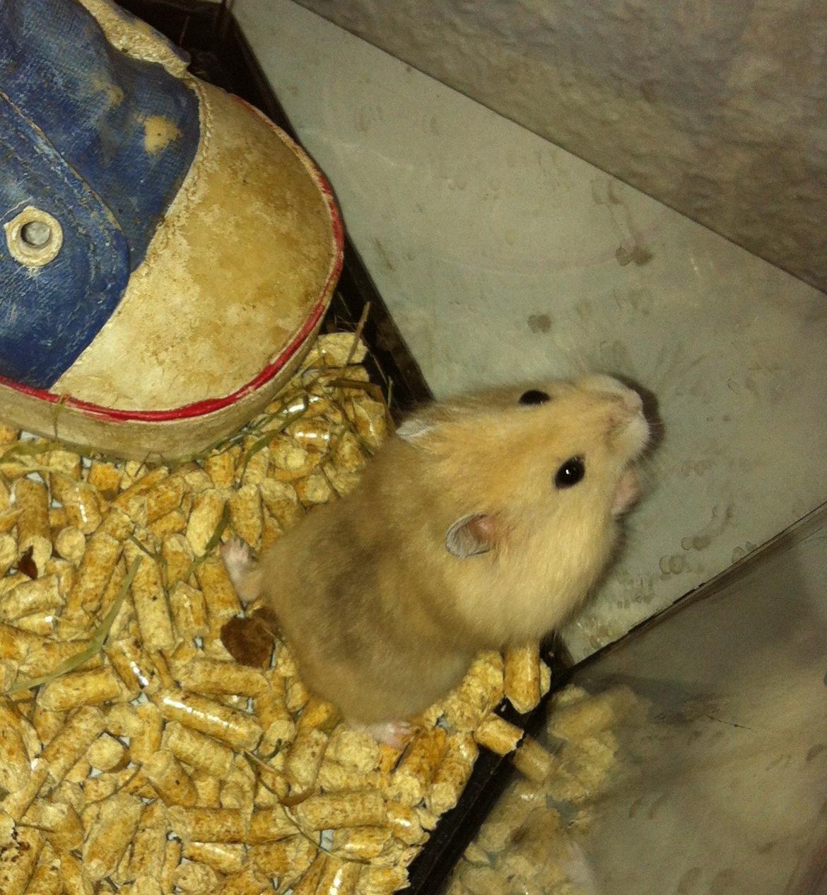 Dværghamster Michael 'Jackson' billede 2