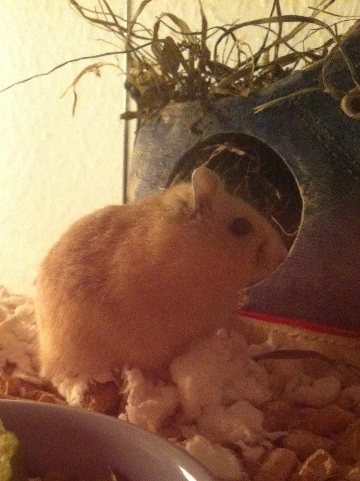 Dværghamster Michael 'Jackson' billede 7