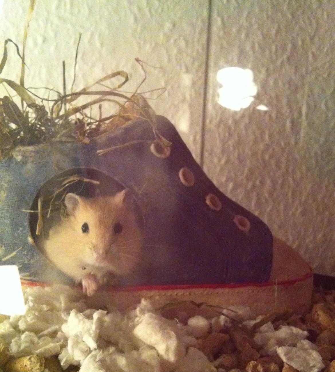 Dværghamster Michael 'Jackson' billede 1
