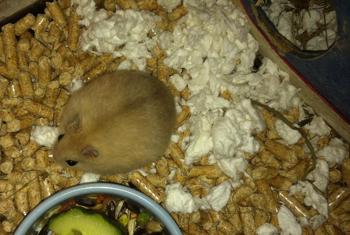 Dværghamster Michael 'Jackson' billede 3