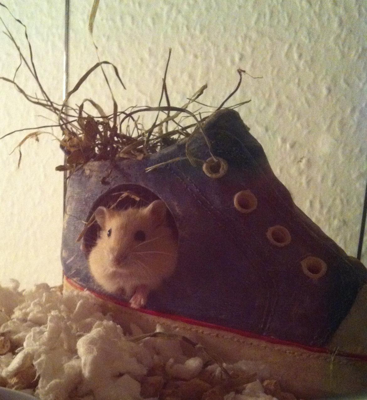 Dværghamster Michael 'Jackson' billede 4