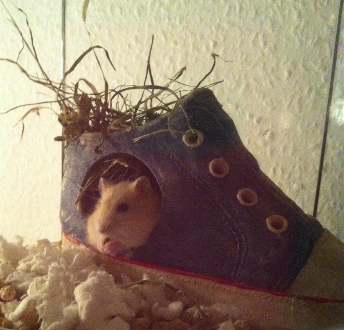 Dværghamster Michael 'Jackson' billede 5