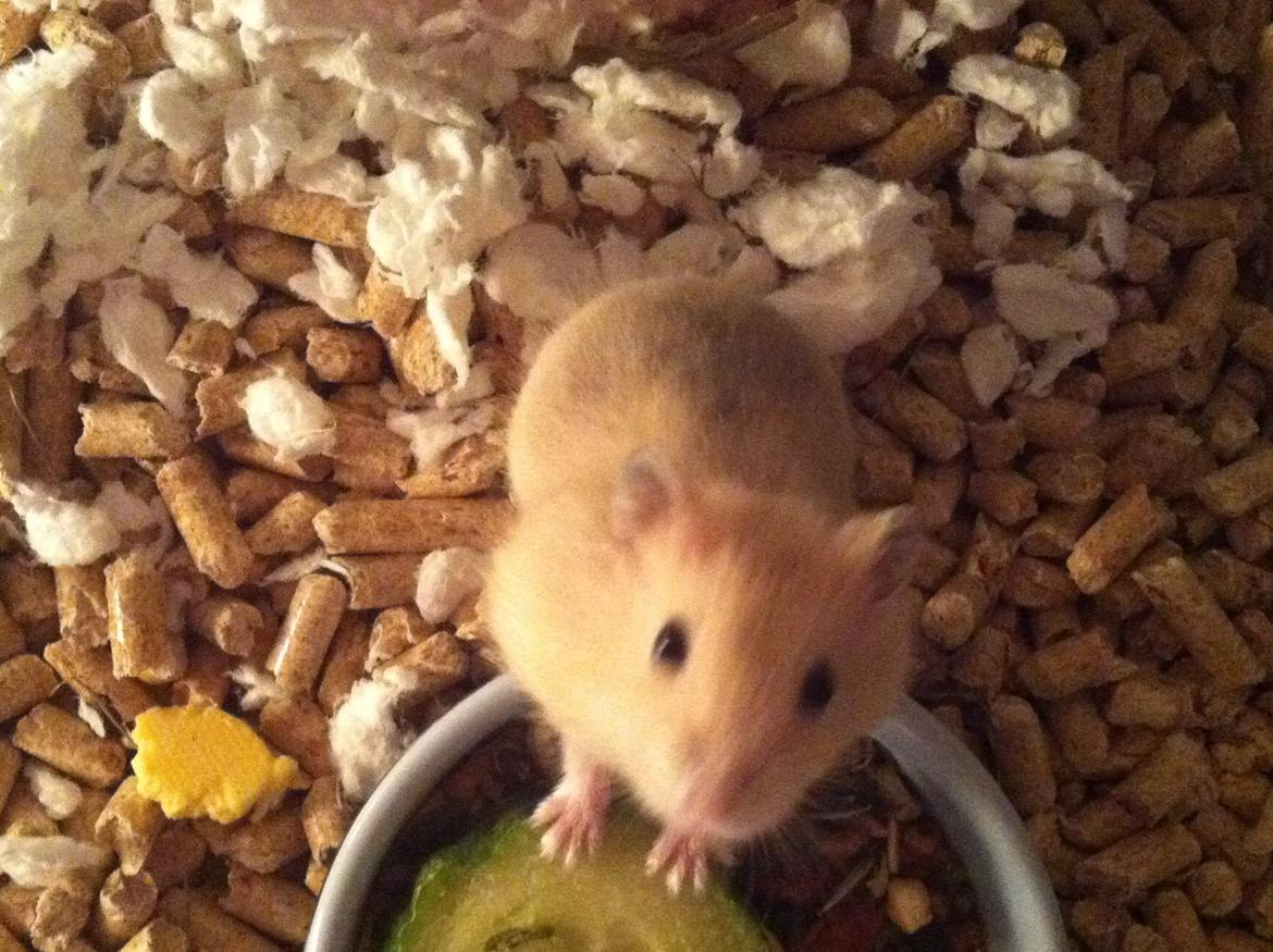 Dværghamster Michael 'Jackson' billede 8