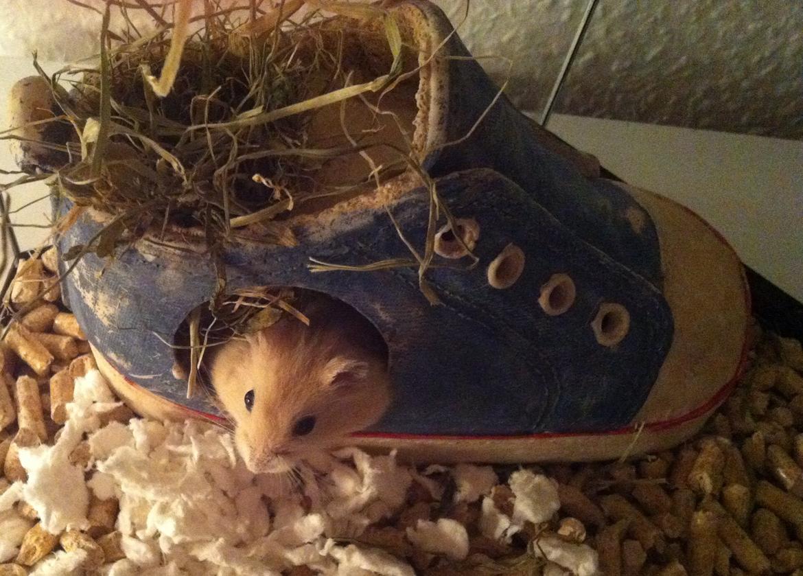 Dværghamster Michael 'Jackson' billede 6