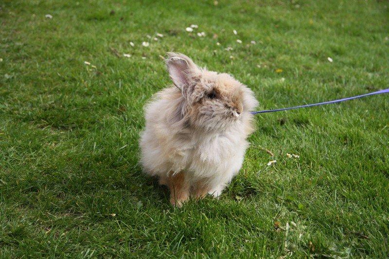 Kanin Pjuske R.I.P 3/6-2019 billede 5