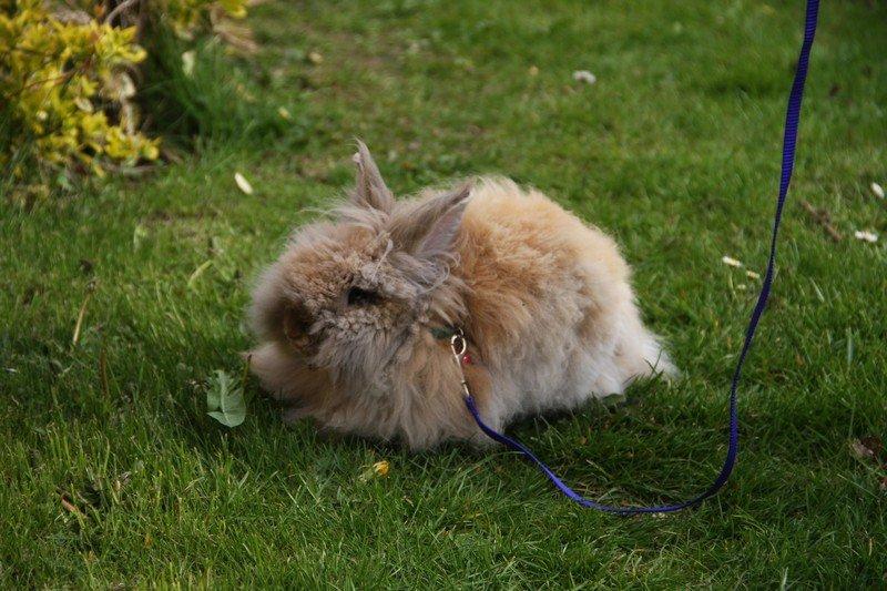 Kanin Pjuske R.I.P 3/6-2019 billede 6