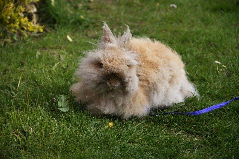 Kanin Pjuske R.I.P 3/6-2019 billede 7