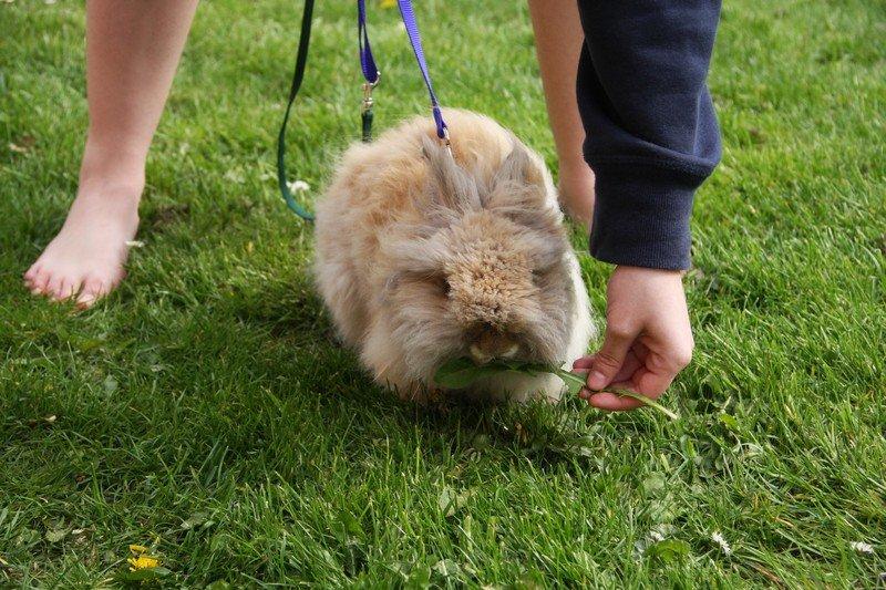 Kanin Pjuske R.I.P 3/6-2019 billede 8