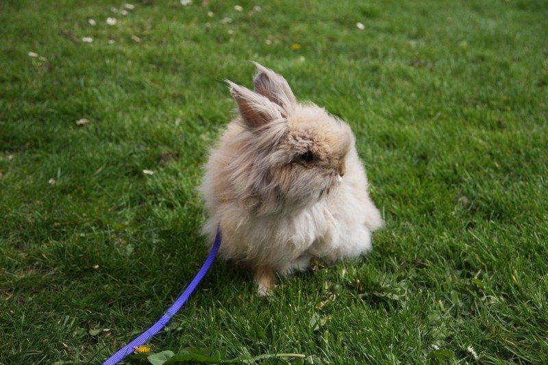 Kanin Pjuske R.I.P 3/6-2019 billede 9