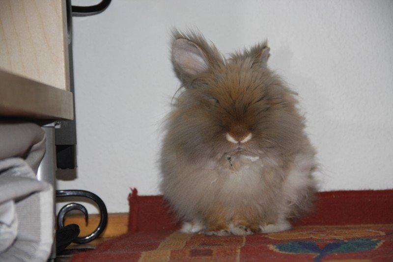 Kanin Pjuske R.I.P 3/6-2019 billede 10