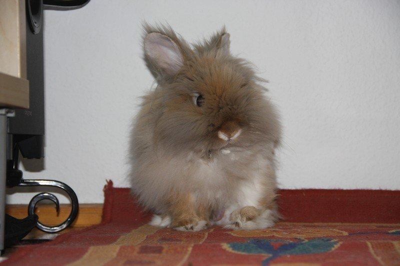 Kanin Pjuske R.I.P 3/6-2019 billede 11