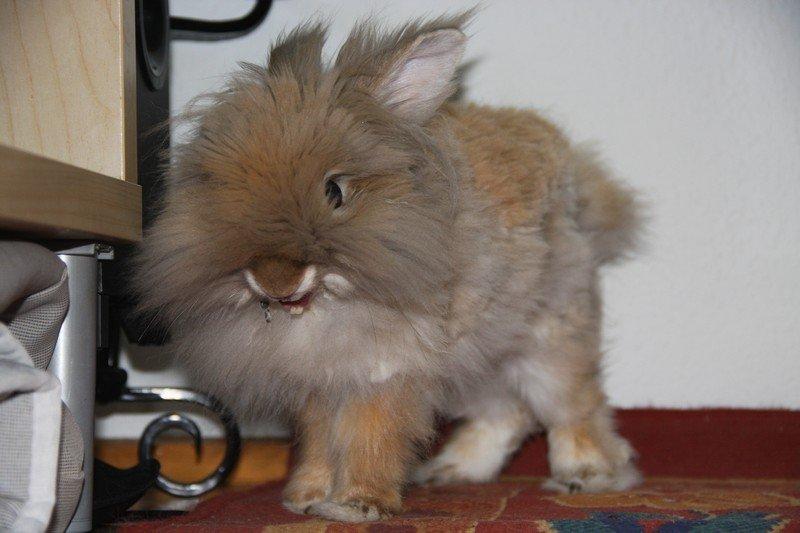 Kanin Pjuske R.I.P 3/6-2019 - Gaaab billede 12