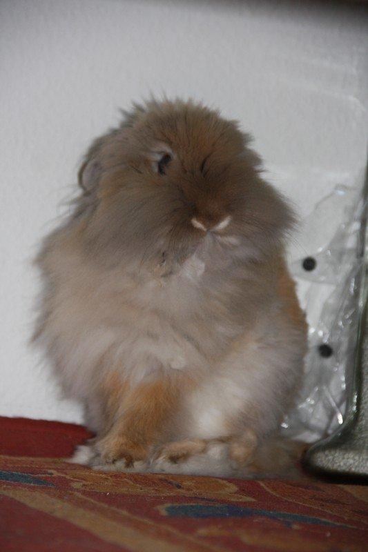 Kanin Pjuske R.I.P 3/6-2019 billede 13