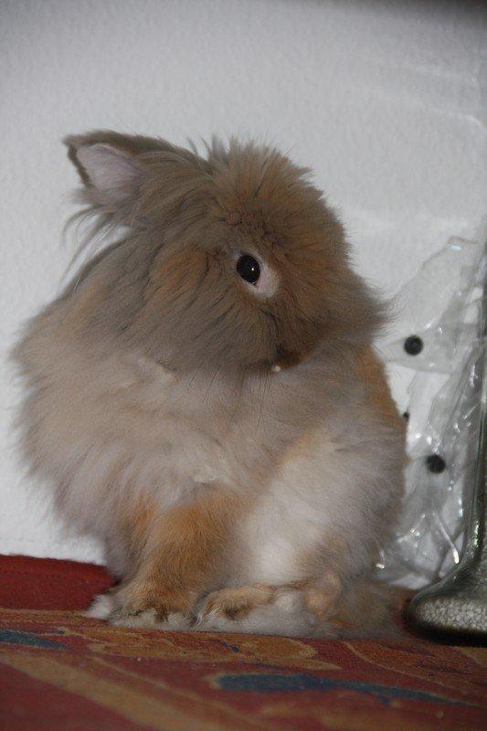 Kanin Pjuske R.I.P 3/6-2019 billede 14