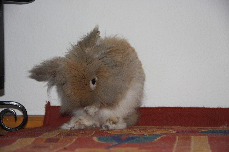 Kanin Pjuske R.I.P 3/6-2019 billede 15