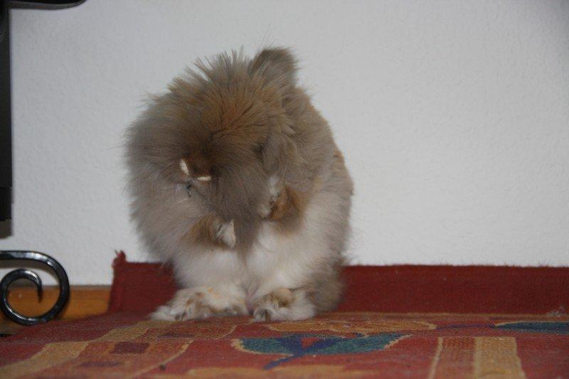 Kanin Pjuske R.I.P 3/6-2019 billede 16