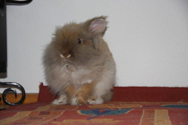 Kanin Pjuske R.I.P 3/6-2019 billede 17