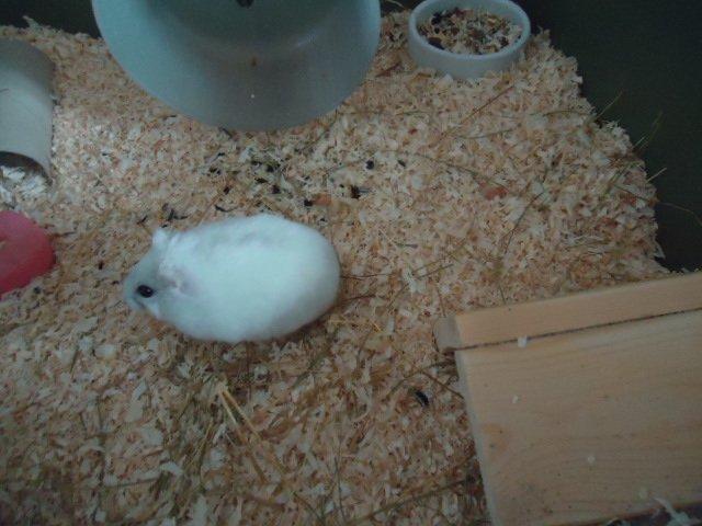 Dværghamster •CJ´s• Evil † billede 13