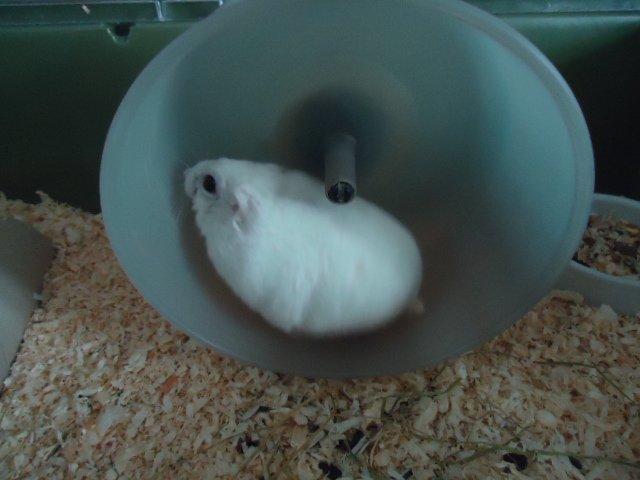 Dværghamster •CJ´s• Evil † billede 14