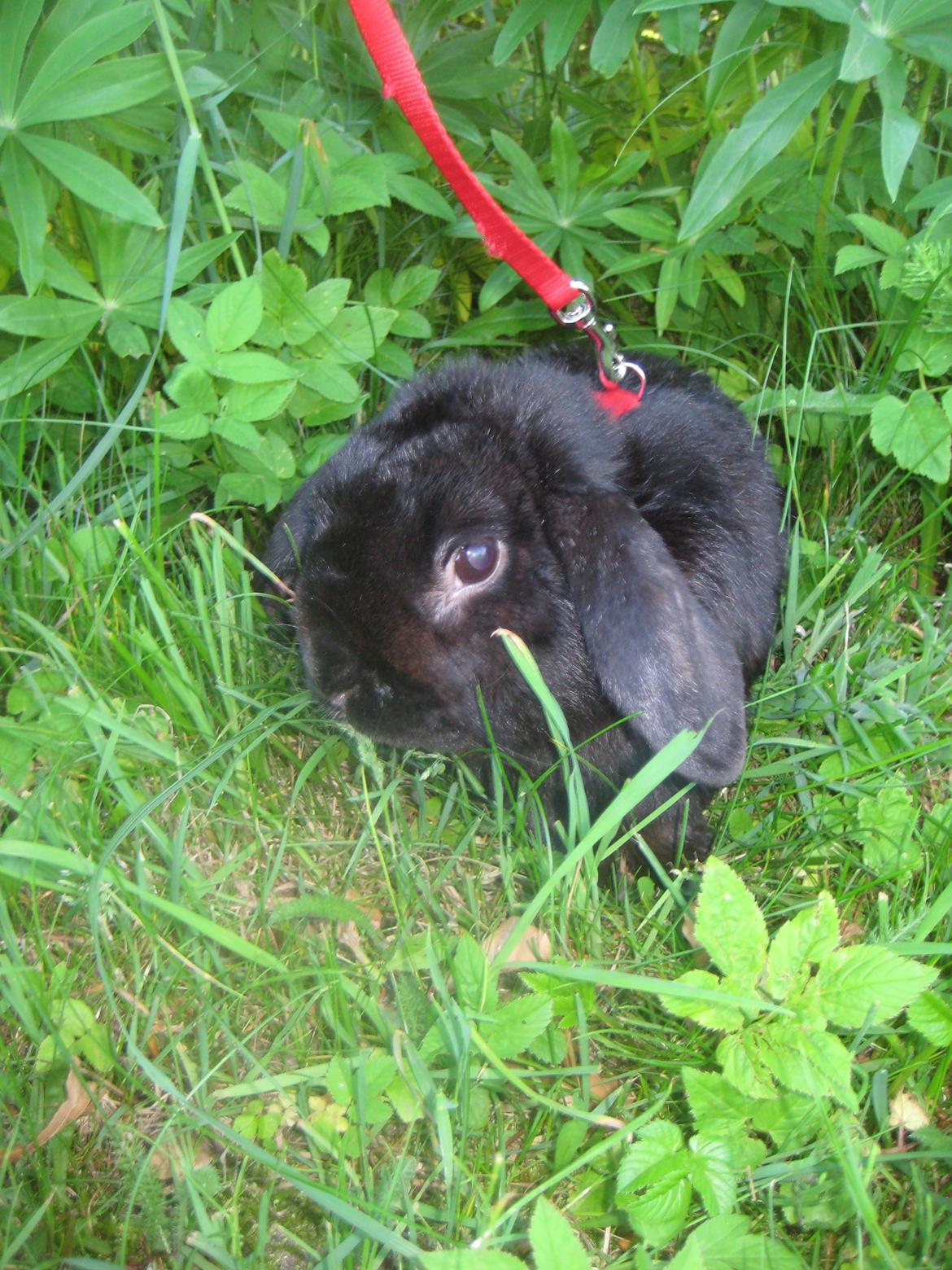 Kanin Blackie billede 11