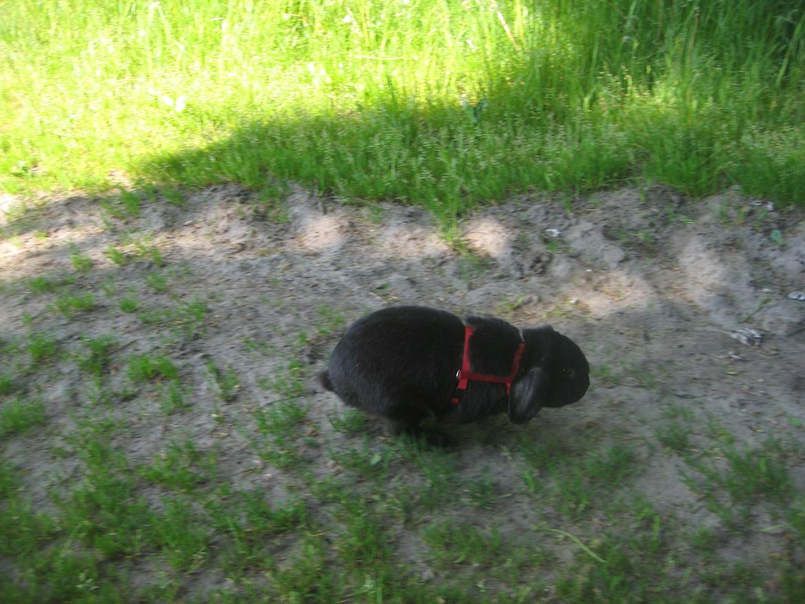 Kanin Blackie billede 12