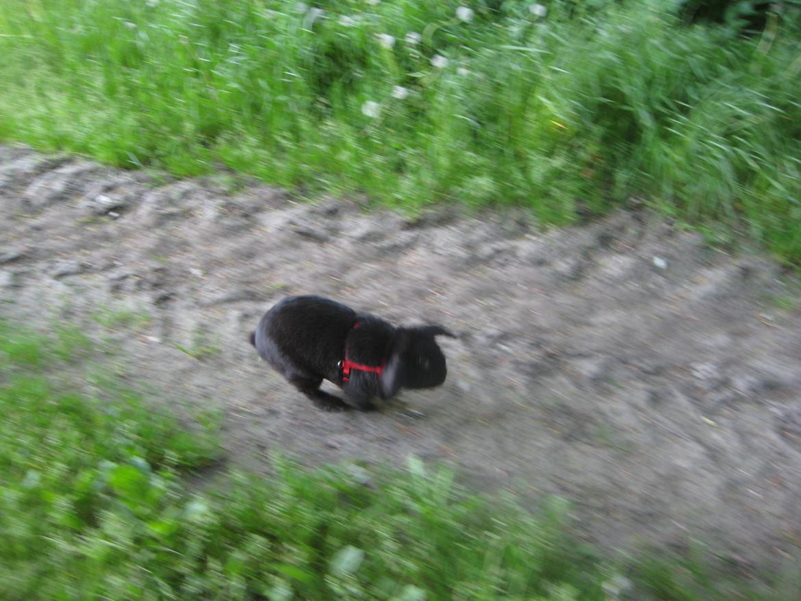 Kanin Blackie billede 13