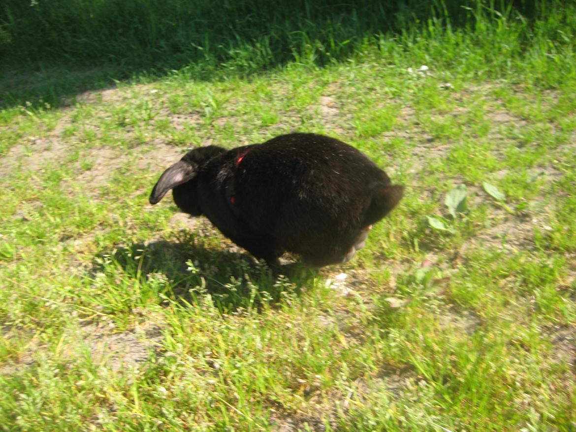 Kanin Blackie billede 14