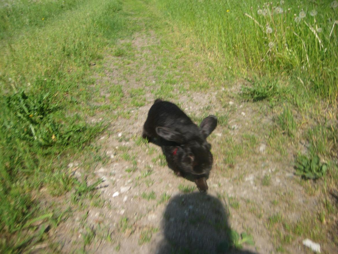 Kanin Blackie billede 15